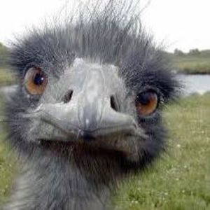 Meet your Posher, Ostrich